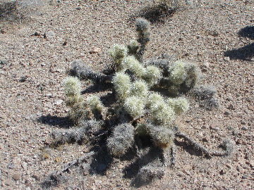 Cholla Plant