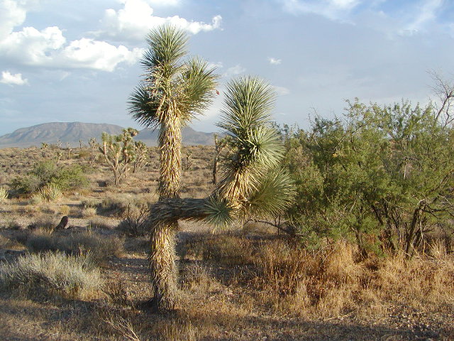 Joshua Tree